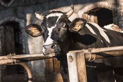 Portrait of cow by fence against shed