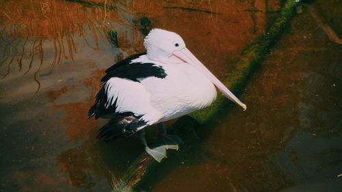 High angle view of duck swimming in lake