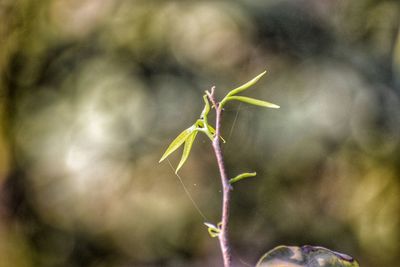 Close-up of plant