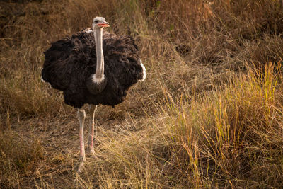 High angle view of bird standing on grass