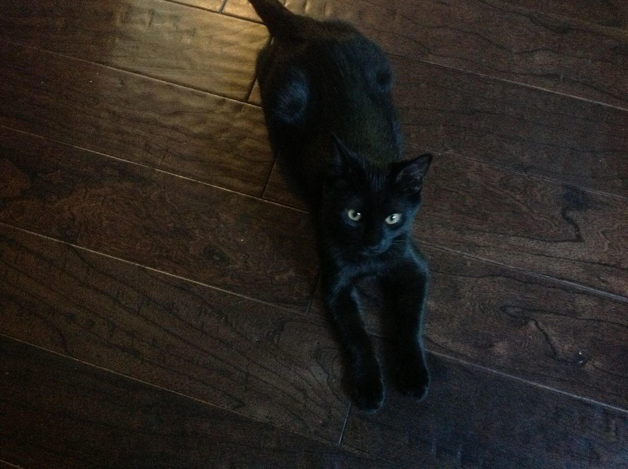 HIGH ANGLE PORTRAIT OF A BLACK CAT