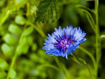 Close-up of purple flowering plant