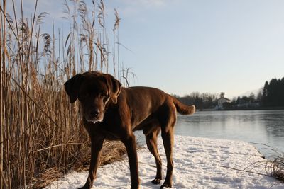 Dog standing in snow