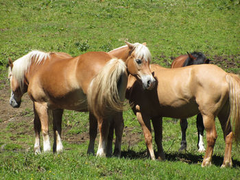 Horses in a field