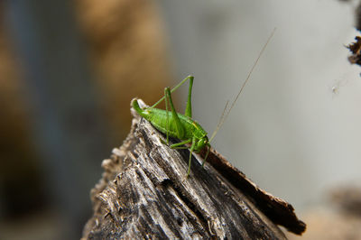 Close-up of grasshopper on log