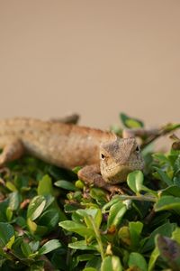 Close-up of lizard on leaf