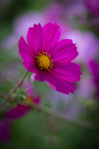 Close-up of pink cosmos flower
