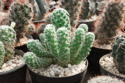 Full frame shot of plants