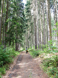 Rear view of man riding bicycle on dirt road amidst trees in forest