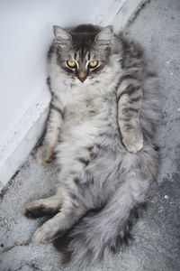 High angle portrait of cat sitting on floor