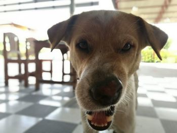 Close-up portrait of dog