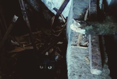 Close-up of rusty cat on wood