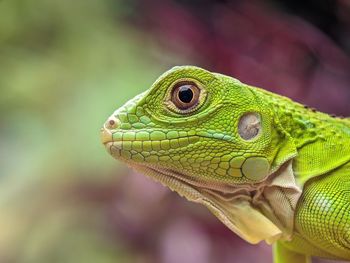 Close-up of green lizard