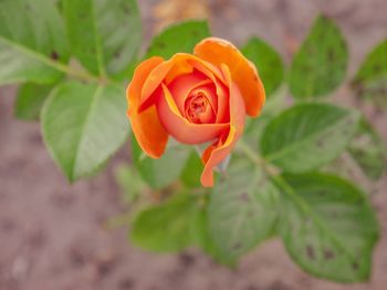 Close-up of orange rose