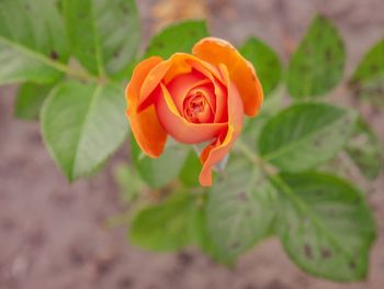 Close-up of orange rose