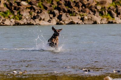 Dog running in a sea