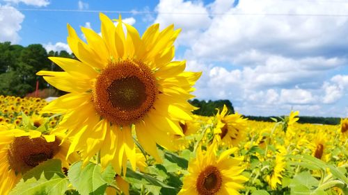 Close-up of yellow sunflower blooming on field against sky