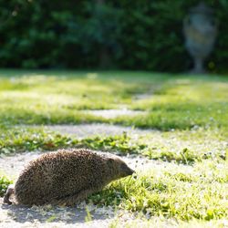 Close-up of rabbit on field