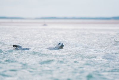 View of turtle swimming in sea