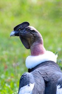 Rear view of condor on field
