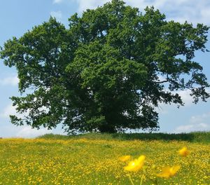 Scenic view of field against sky