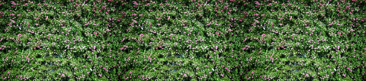 Full frame shot of flowering plants on land