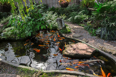 High angle view of koi fish in lake