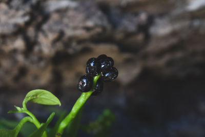 Close-up of ladybug on land