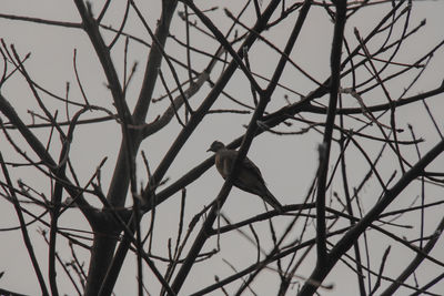 Low angle view of bird perching on bare tree