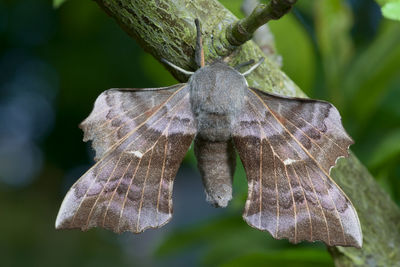 Poplar hawk moth showcasing wing detail as it hangs from a branch. daytime background