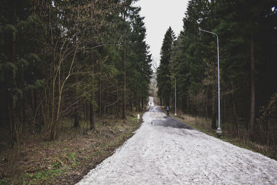 Road amidst trees in forest