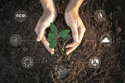 Cropped hands of woman planting seedling on field