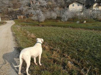 Sheep in farm