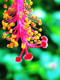 Close-up of flowering plant