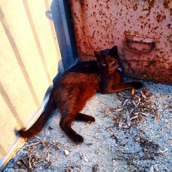 High angle view of cat sitting outdoors