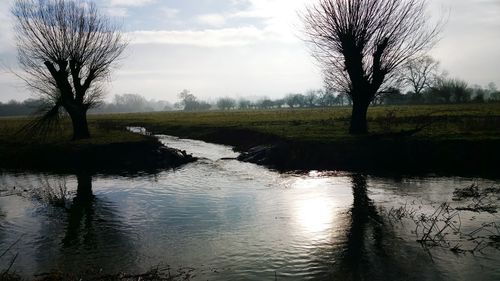 Reflection of trees in water