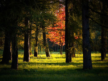 Trees in forest during autumn