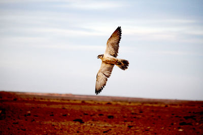 Falcon flying over land against sky