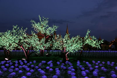 Close-up of illuminated flowering plants against sky at night