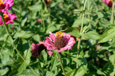 Close-up of pink flowering plant