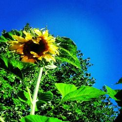 Low angle view of sunflower against clear blue sky