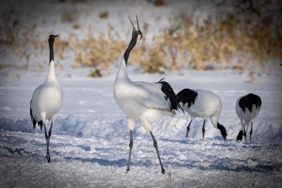 Flock of birds on snow covered land