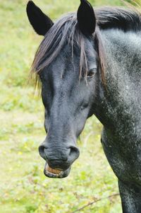 Close-up portrait of horse on field