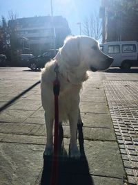 Dog on street against sky