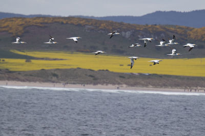 Birds flying over sea against sky