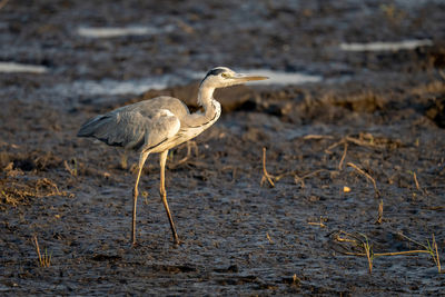 Close-up of bird on field