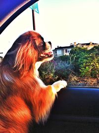 Dog looking at camera