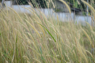 Close-up of wheat growing on field