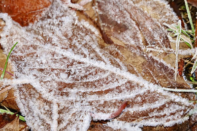 Full frame shot of frozen leaves during winter