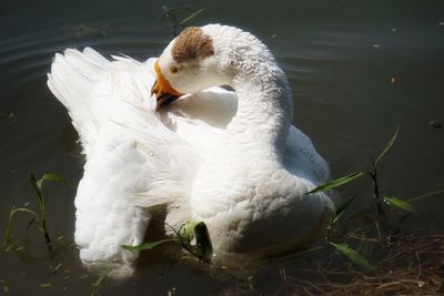 Close-up of swan swimming in lake